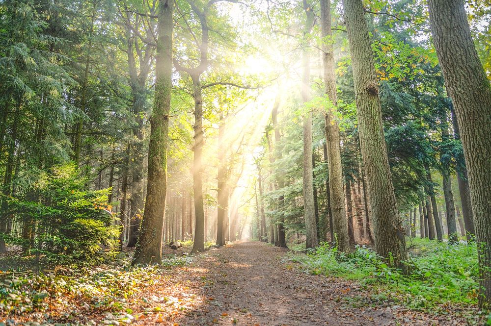 Sun Hits The Foggy Forest Free Photo Rawpixel