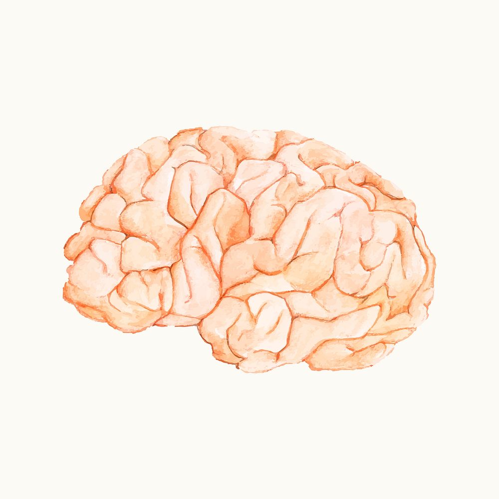 Illustration Of A Human Brain Free Vector Rawpixel