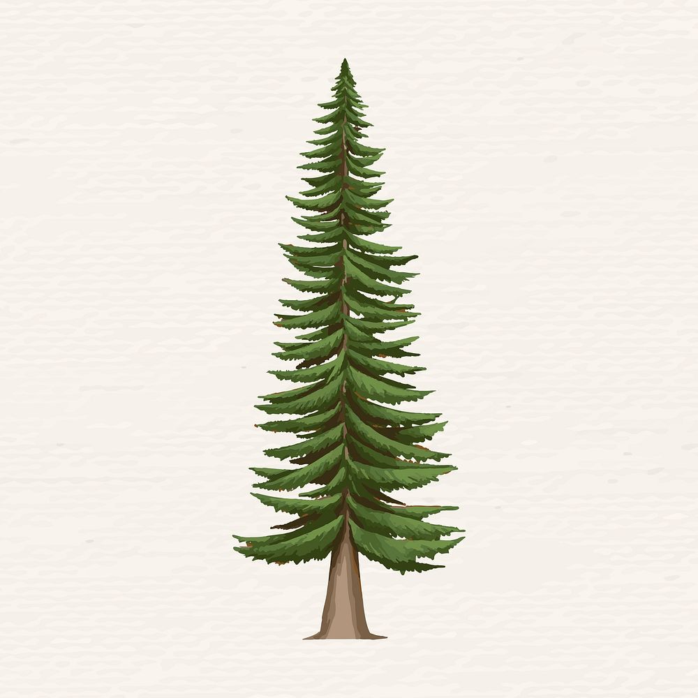 Hand Drawn Spruce Tree Vector Premium Vector Illustration Rawpixel