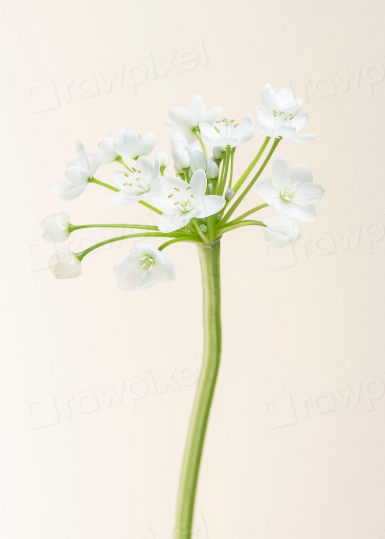 Natural White Allium Neapolitanum Flower Premium Photo Rawpixel