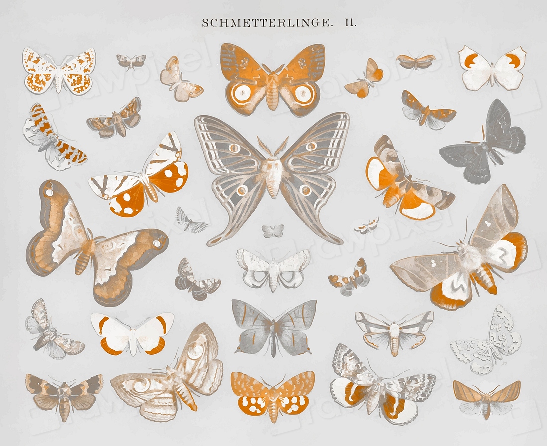 Vintage Butterfly And Moth Lithograph Premium Vector Rawpixel