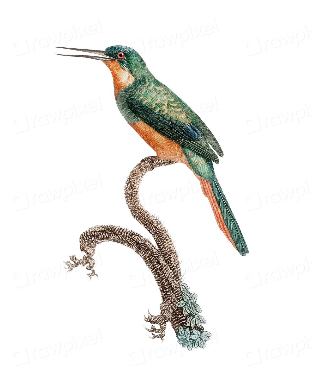 Vintage Illustration Of Rufous Tailed Jacamar Premium PSD