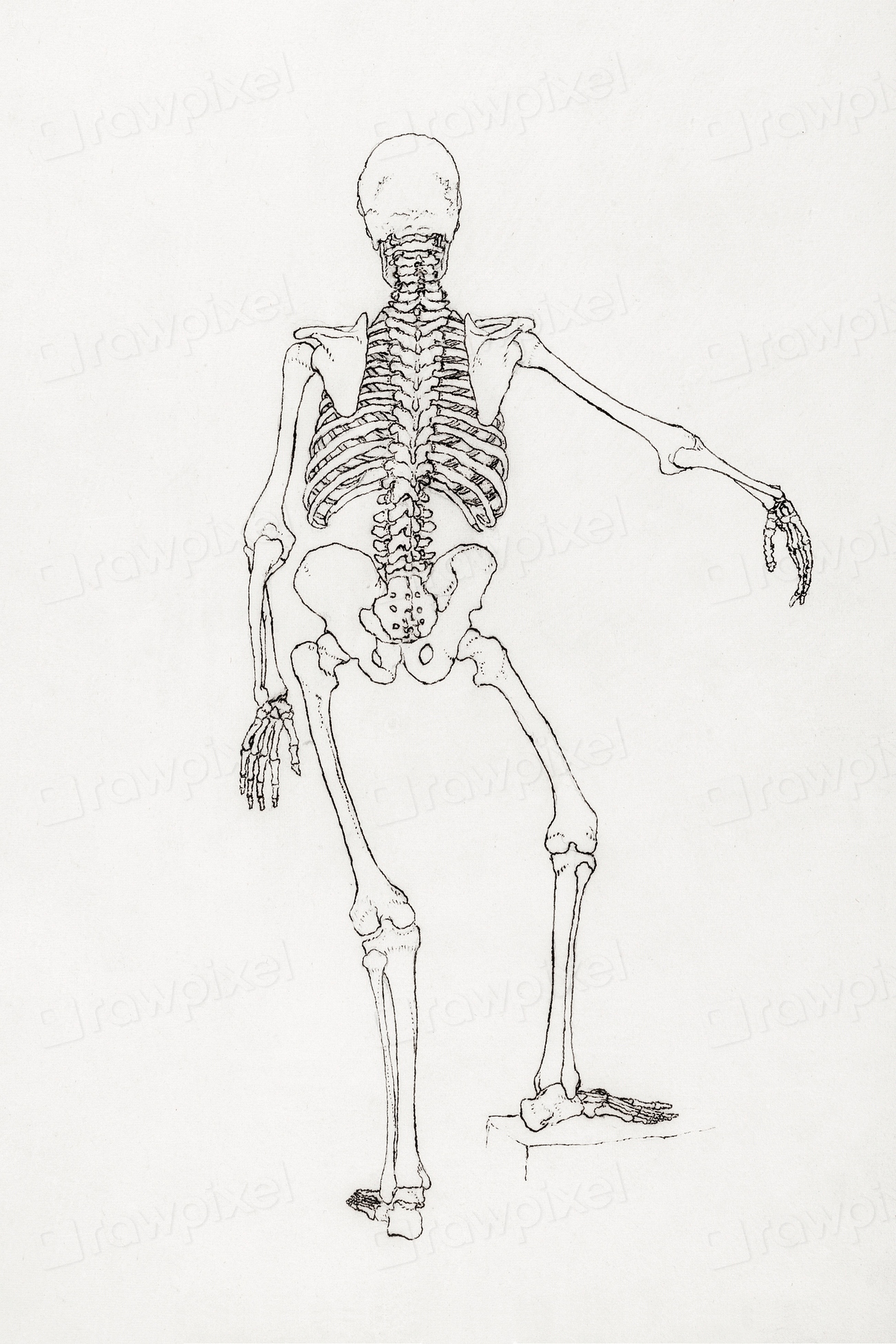 Human Skeleton Posterior View Free Photo Illustration Rawpixel