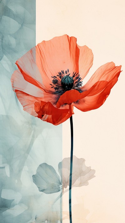 Poppy Flower Plant Rose Inflorescence Premium Photo Illustration