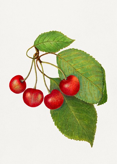 Vintage Cherry Illustration Digitally Enhanced Free Photo