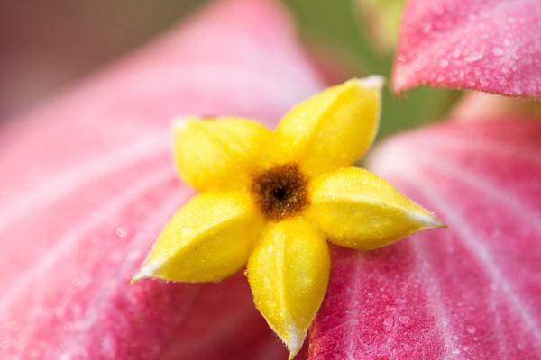 Macro Real Nature Flower Botanic Premium Photo Rawpixel