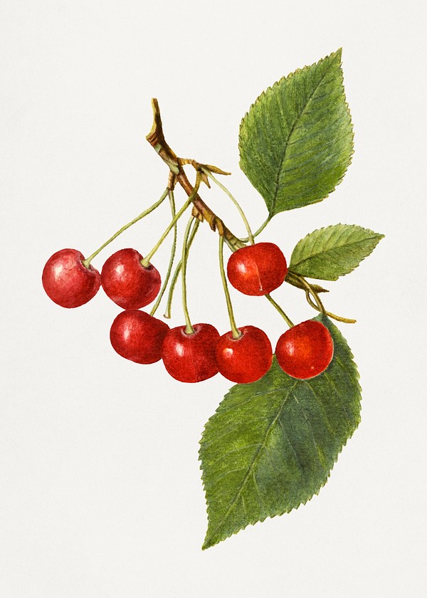 Vintage Cherry Illustration Digitally Enhanced Free Photo