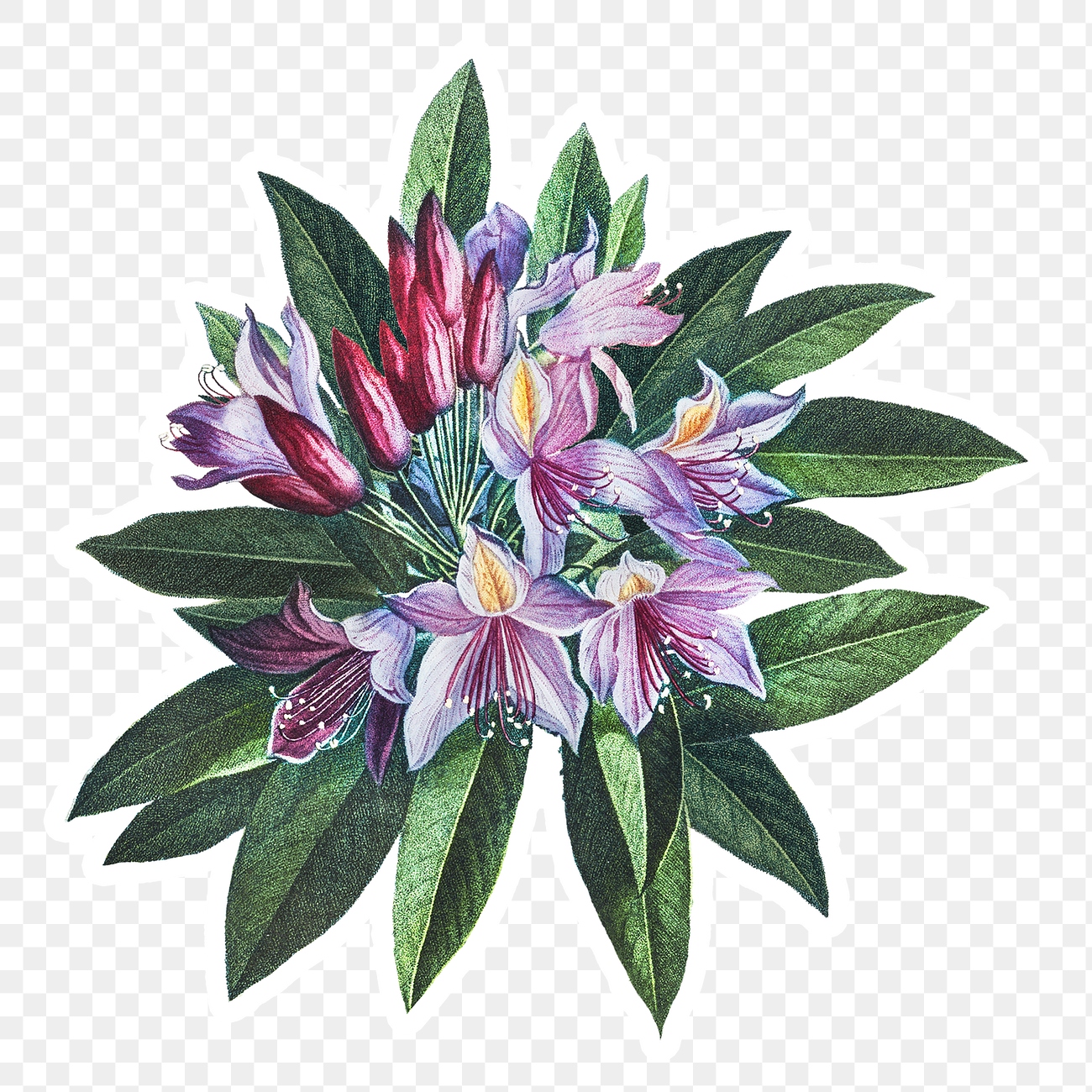 Vintage Pontic Rhododendron Flower Sticker Premium PNG Sticker Rawpixel