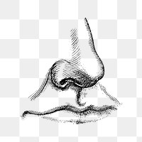 Human Nose And Mouth Monochrome Free PNG Sticker Rawpixel