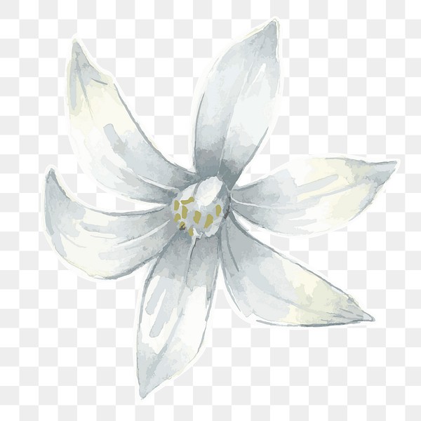 White Lily Flower Transparent Png Premium Png Sticker Rawpixel