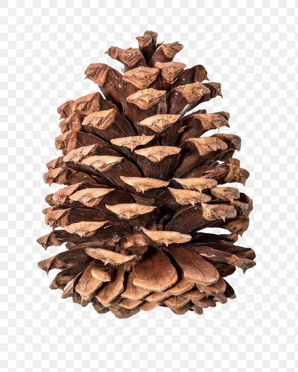 Pine Cone Png Sticker Christmas Premium Png Rawpixel