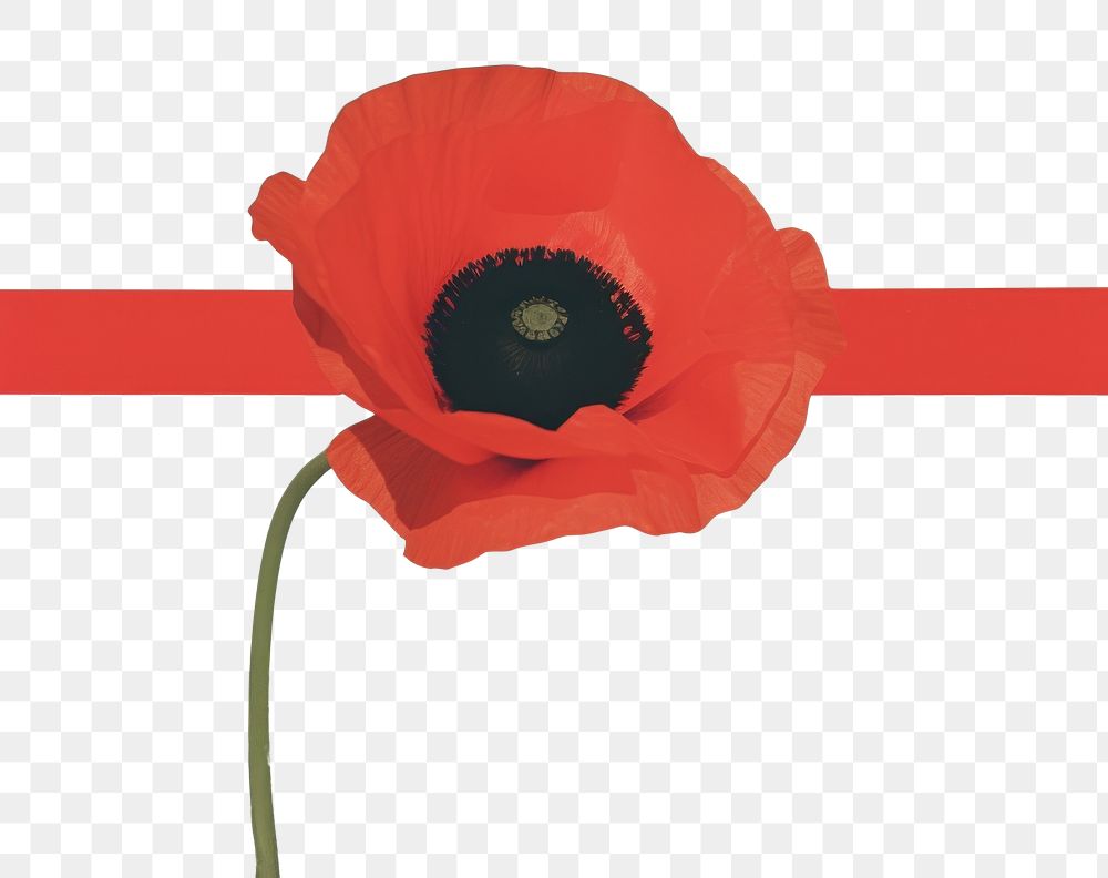 Png Poppy Flower Plant Inflorescence Free Png Rawpixel