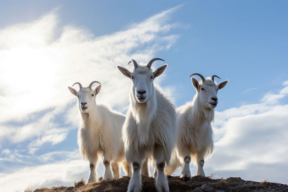 Native Mountain Goats Livestock Wildlife Free Photo Rawpixel