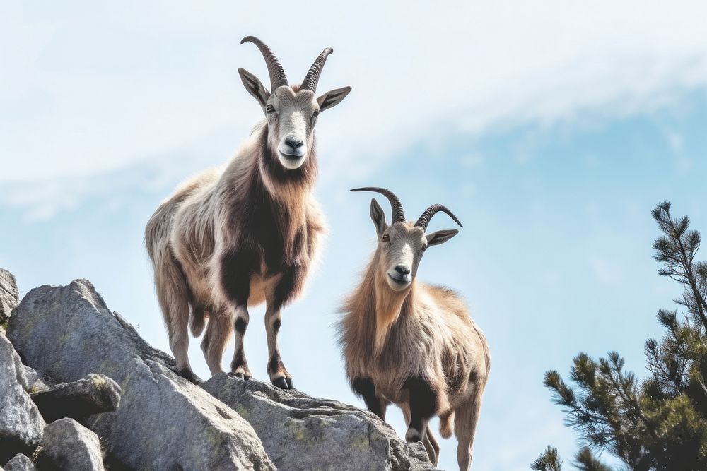 Native Mountain Goats Livestock Wildlife Free Photo Rawpixel