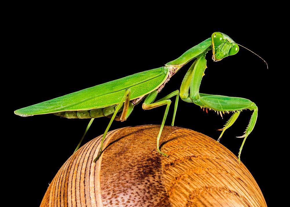 Green Praying Mantis Close Up Free Photo Rawpixel