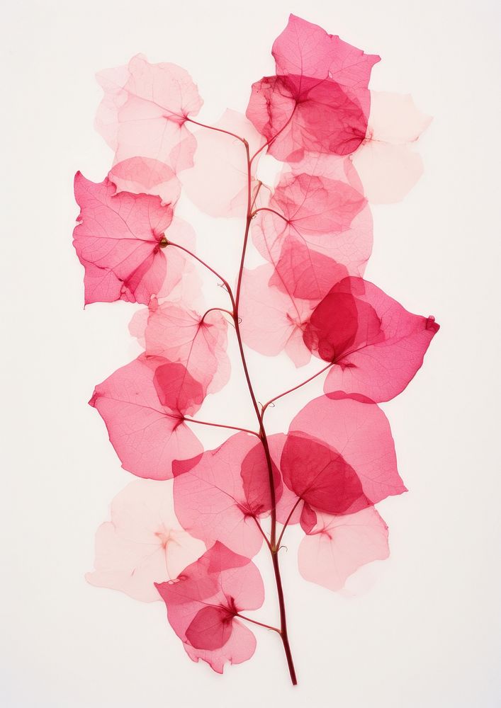 Real Pressed Bougainvillea Flowers Petal Premium Photo Rawpixel