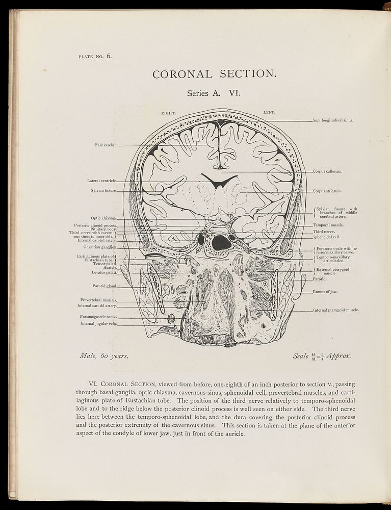 Atlas Head Sections Fifty Three Free Photo Illustration Rawpixel