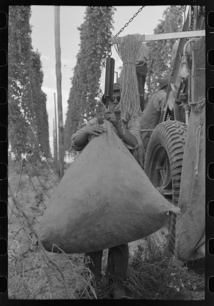 Weighing Sack Green Hops Picked Free Photo Rawpixel