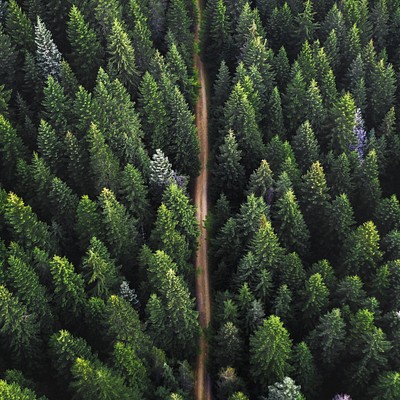 Forest 
