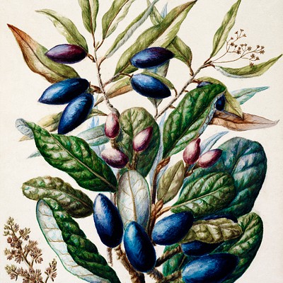 botanicals 