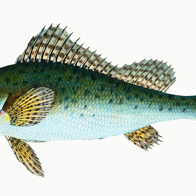 Fish 
