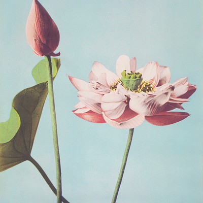 floral 