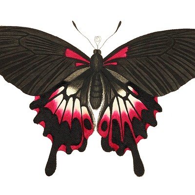 Entomology 