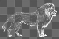 PNG  Lion diagram drawing animal.