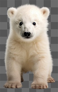 PNG Polar bear baby mammal animal gray. AI generated Image by rawpixel.