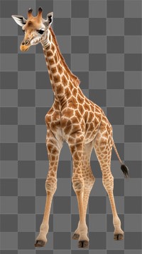 PNG Baby girafe wildlife standing giraffe. AI generated Image by rawpixel.