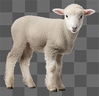 PNG Farm animal livestock mammal sheep. AI generated Image by rawpixel.