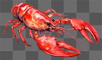 PNG Lobster seafood animal invertebrate.