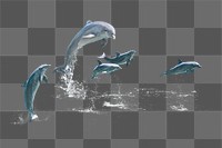 Jumping dolphins png sticker, sea animal on transparent background