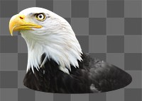 Bald eagle png sticker, transparent background