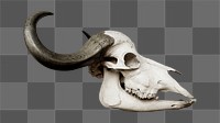 African buffalo skull png sticker, transparent background