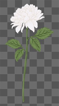 White chrysanthemum png flower sticker, transparent background