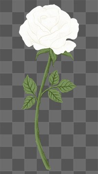 White rose png flower sticker, transparent background