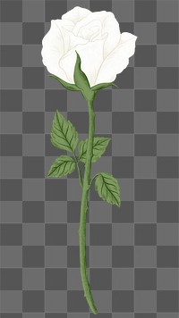 White rose png flower sticker, transparent background