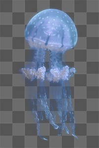 Jellyfish Png Sticker Transparent Background Free Png Rawpixel