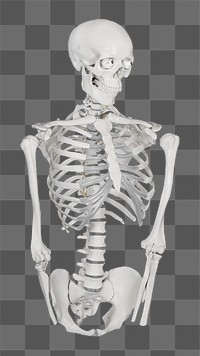 Human skeleton png sticker, transparent background