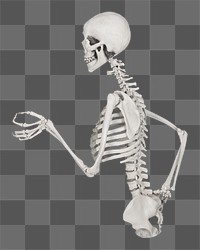 Human skeleton png sticker, transparent background