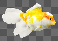 Goldfish  png sticker, transparent background