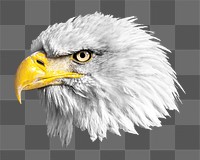 Bald eagle png sticker, transparent background