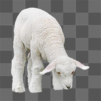 Lamb, animal png collage element, transparent background