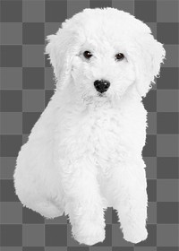 White dog png collage element, transparent background