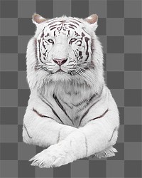 White tiger png, design element, transparent background