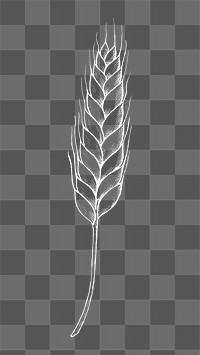 Png wheat illustration collage element, transparent background