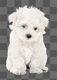 BIchon Frise puppy png, transparent background