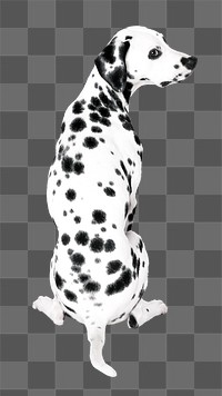 PNG  dalmatian dog , collage element, transparent background