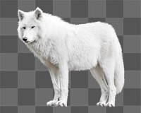 PNG arctic wolf, collage element, transparent background